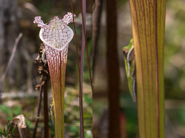 Green Tree Frog on White-Top Pitcher Plant