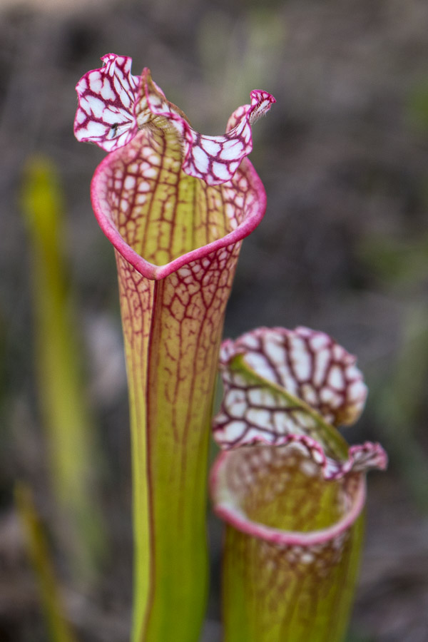 White-Top Pitcher Plants