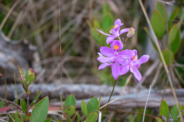 Grass Pink Orchid
