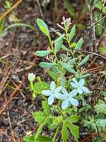 0010 Panhandle 2025 Pitcher Plants 