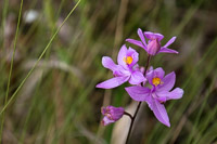 0016 Panhandle 2025 Pitcher Plants Grass Pink Orchid