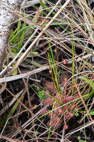 0019 Panhandle 2025 Pitcher Plants Sundew