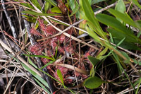 0020 Panhandle 2025 Pitcher Plants Sundew