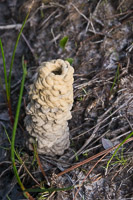 0021 Panhandle 2025 Pitcher Plants Who Lives Here