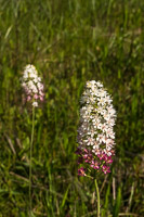 0026 Panhandle 2025 Pitcher Plants Osceola S Plume Or Crowpoison Stenanthium Densum 