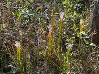 0035 Panhandle 2025 Pitcher Plants White Top Pitcher Plant