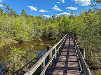 0036 Panhandle 2025 Pitcher Plants 