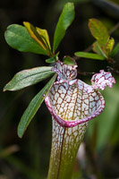 0042 Panhandle 2025 Pitcher Plants White Top Pitcher Plant