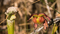 0047 Panhandle 2025 Pitcher Plants White Top Pitcher Plant