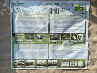 0048 Panhandle 2025 Pitcher Plants 