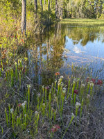 0049 Panhandle 2025 Pitcher Plants White Top Pitcher Plant