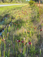 0050 Panhandle 2025 Pitcher Plants White Top Pitcher Plant