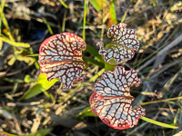 0051 Panhandle 2025 Pitcher Plants White Top Pitcher Plant