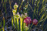 0053 Panhandle 2025 Pitcher Plants White Top Pitcher Plant