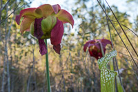 0056 Panhandle 2025 Pitcher Plants White Top Pitcher Plant