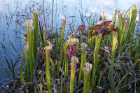 0057 Panhandle 2025 Pitcher Plants White Top Pitcher Plant