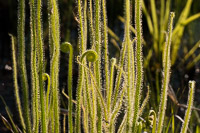 0059 Panhandle 2025 Pitcher Plants 