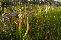 0060 Panhandle 2025 Pitcher Plants 