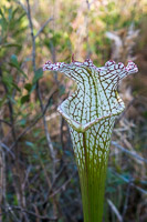 0066 Panhandle 2025 Pitcher Plants White Top Pitcher Plant
