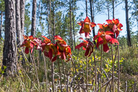 0067 Panhandle 2025 Pitcher Plants White Top Pitcher Plant