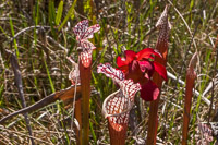 0069 Panhandle 2025 Pitcher Plants White Top Pitcher Plant