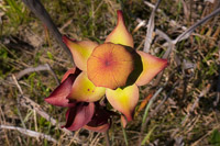 0070 Panhandle 2025 Pitcher Plants White Top Pitcher Plant