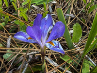 0071 Panhandle 2025 Pitcher Plants Coastal Plain Dwarf Violet Iris