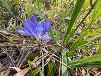 0072 Panhandle 2025 Pitcher Plants Coastal Plain Dwarf Violet Iris