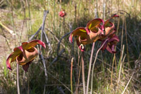 0073 Panhandle 2025 Pitcher Plants White Top Pitcher Plant