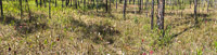 0075 Panhandle 2025 Panorama Pitcher Plants 