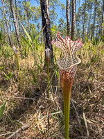 0077 Panhandle 2025 Pitcher Plants 