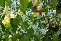0083 Panhandle 2025 Pitcher Plants 