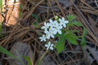 0085 Panhandle 2025 Pitcher Plants Spurge Nettle