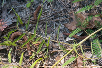 0087 Panhandle 2025 Pitcher Plants Sensative Plant