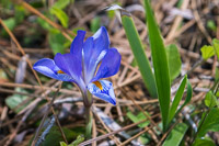 0089 Panhandle 2025 Pitcher Plants Coastal Plain Dwarf Violet Iris