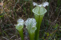 0092 Panhandle 2025 Pitcher Plants 