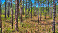 0095 Hdr Panhandle 2025 Pitcher Plants 