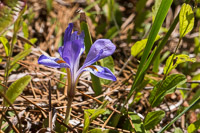 0098 Panhandle 2025 Pitcher Plants Dwarf Woodland Iris