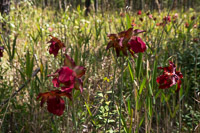 0100 Panhandle 2025 Pitcher Plants 
