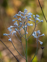 0110 Panhandle 2025 Pitcher Plants 
