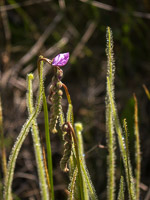 0111 Panhandle 2025 Pitcher Plants Threadleaf Blooming