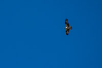 0112 Birds Panhandle 2025 Osprey