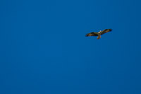 0113 Birds Panhandle 2025 Osprey