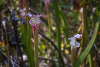 0115 Panhandle 2025 Pitcher Plants White Top Pitcher Plant