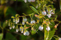 0117 Panhandle 2025 Pitcher Plants 