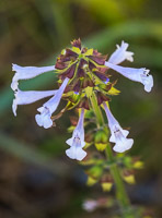 0118 Panhandle 2025 Pitcher Plants Mint Family