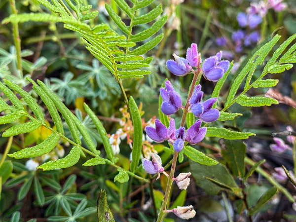 Sundial Lupine & Ferns