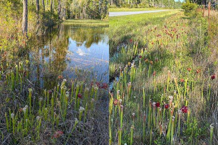 Yellow River Marsh Pond & Roadside