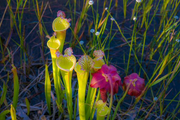 Whitetop Pitcher Plants