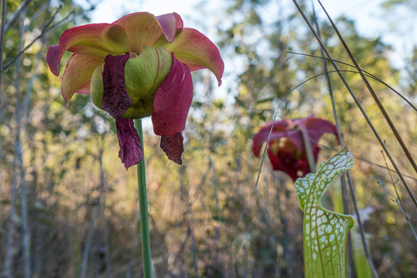Whitetop Pitcher Plant Flower